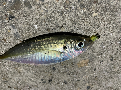 オオモンハタの釣果