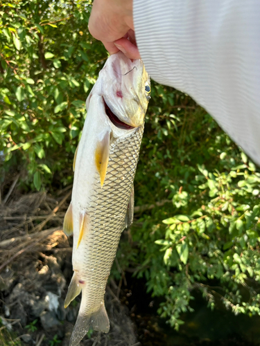 ニゴイの釣果