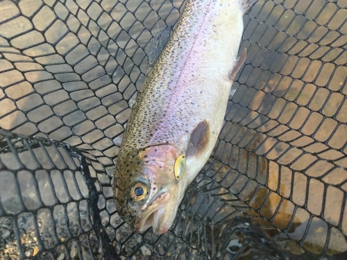 ニジマスの釣果