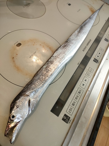 タチウオの釣果