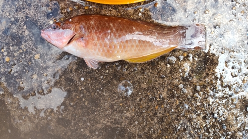 アカササノハベラの釣果