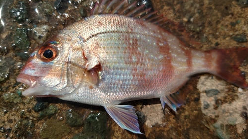 チャリコの釣果