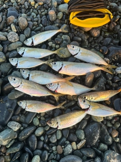 カマスの釣果