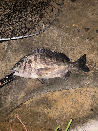 クロダイの釣果