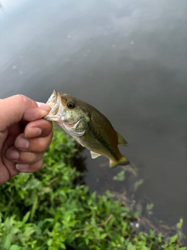 ラージマウスバスの釣果