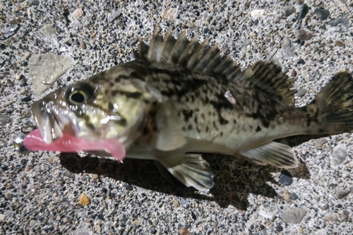 クロソイの釣果