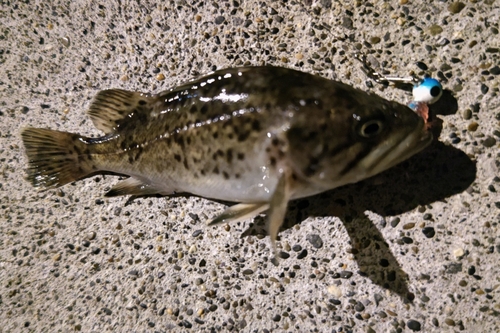 クロソイの釣果