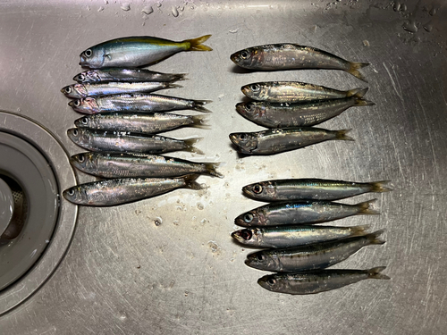 イワシの釣果