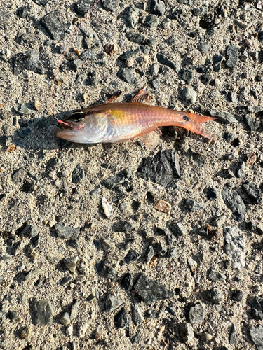 ネンブツダイの釣果