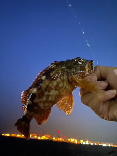 カサゴの釣果