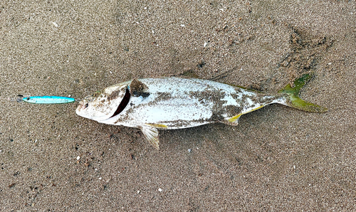 イナダの釣果