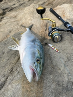 イナダの釣果