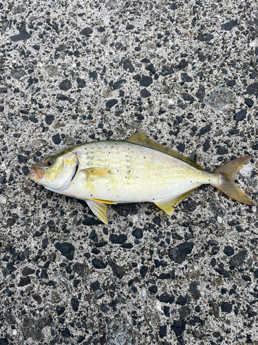 ショゴの釣果