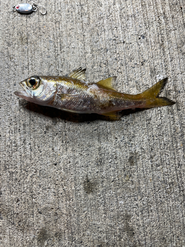 アカムツの釣果