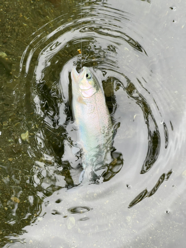 ニジマスの釣果