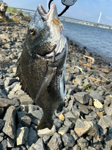 チヌの釣果