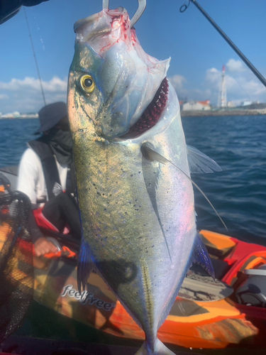 カスミアジの釣果