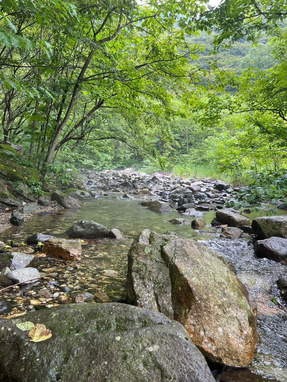 イワナ