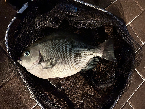 グレの釣果