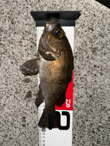 メバルの釣果