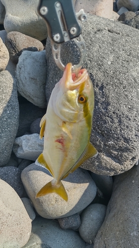 ショゴの釣果