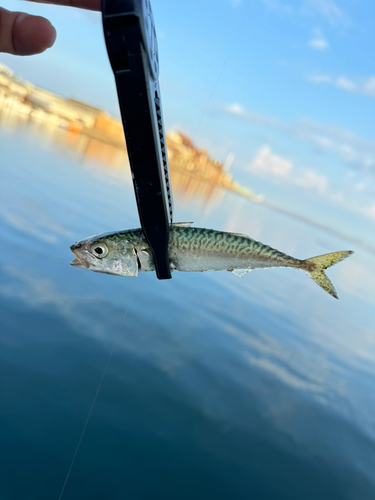 サバの釣果