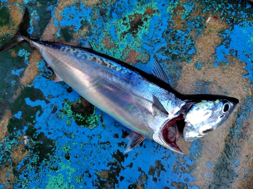 マルソウダの釣果