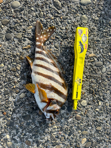 タカノハダイの釣果