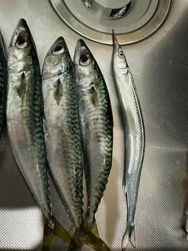 サバの釣果