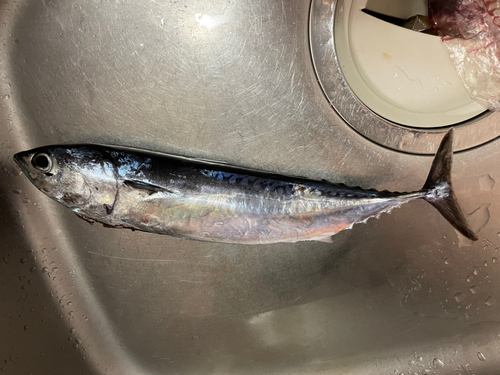 ソウダガツオの釣果