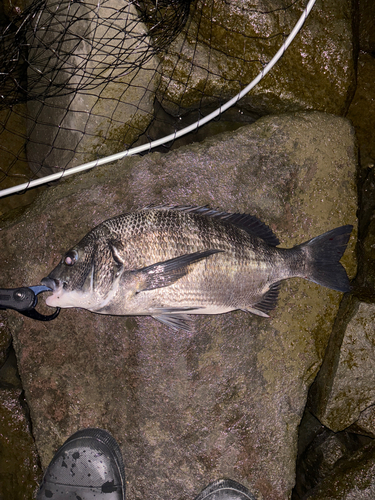 クロダイの釣果