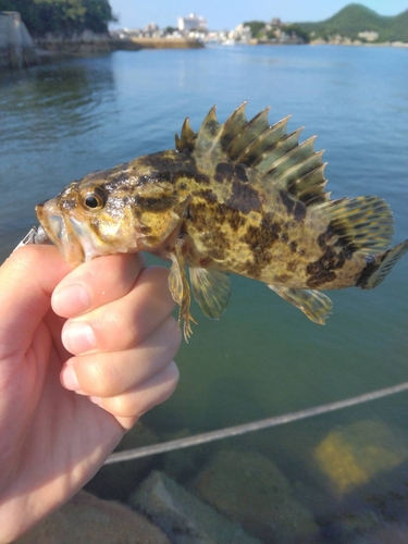 タケノコメバルの釣果