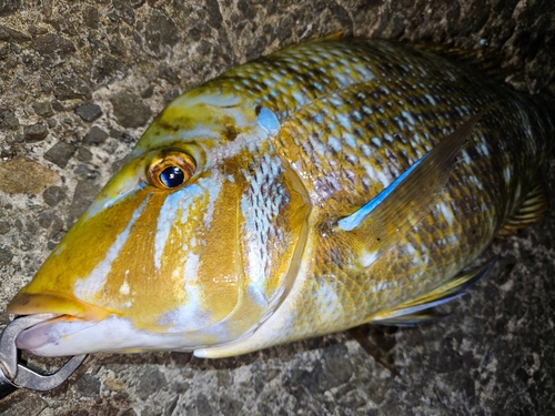 ハマフエフキの釣果