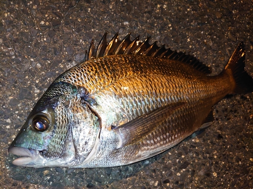 チヌの釣果