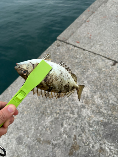 アイゴの釣果