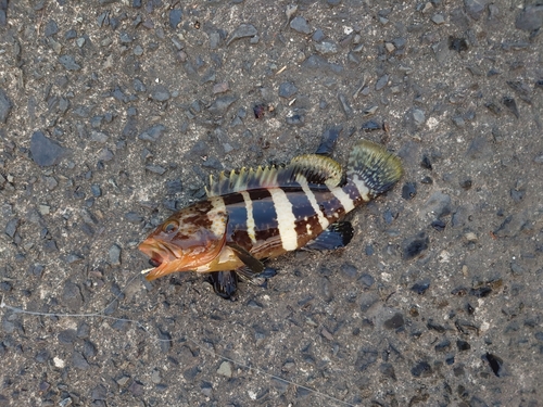 アオハタの釣果