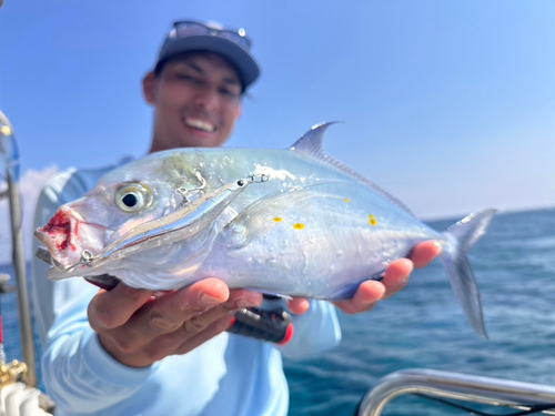 ナンヨウカイワリの釣果