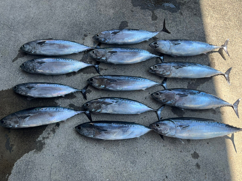 マルソウダの釣果