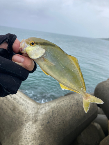 ショッコの釣果