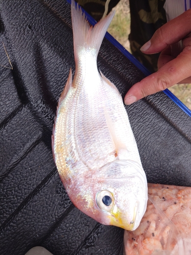 レンコダイの釣果