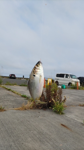 コノシロの釣果