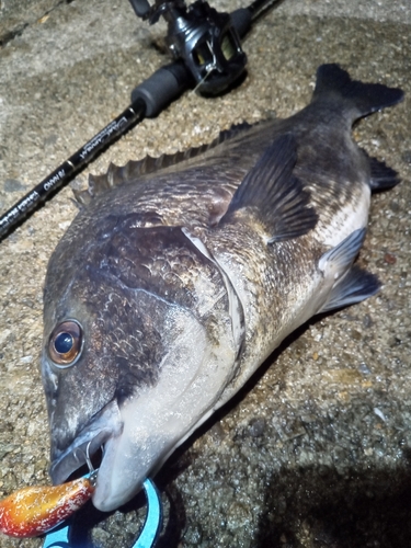 チヌの釣果