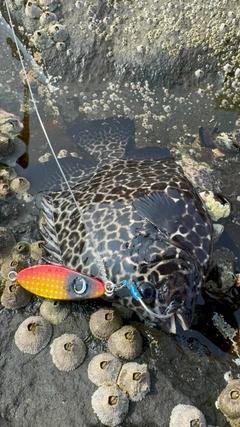 イシガキイシダイの釣果