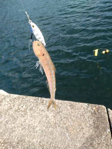 エソの釣果