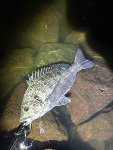 チヌの釣果