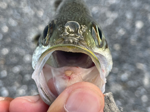 オオクチユゴイの釣果