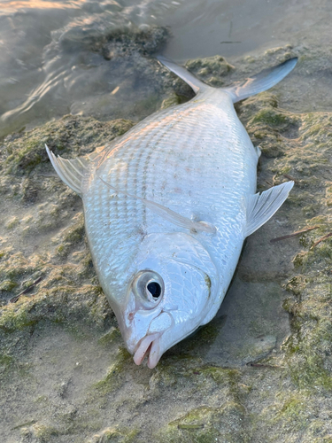 ツッパリサギの釣果