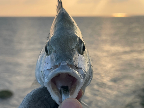 ミナミクロダイの釣果