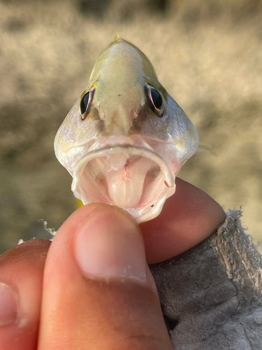 ニセクロホシフエダイの釣果