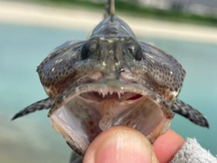 マダラハタの釣果